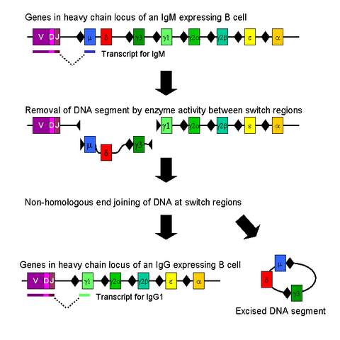 File:Class switch recombination.png