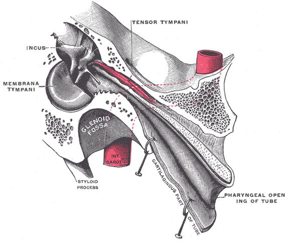 File:Gray915.png