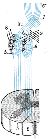 File:Gray692.png