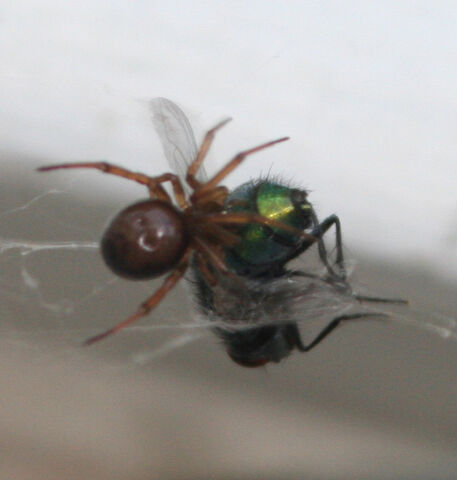 File:Spidereatfly.jpg