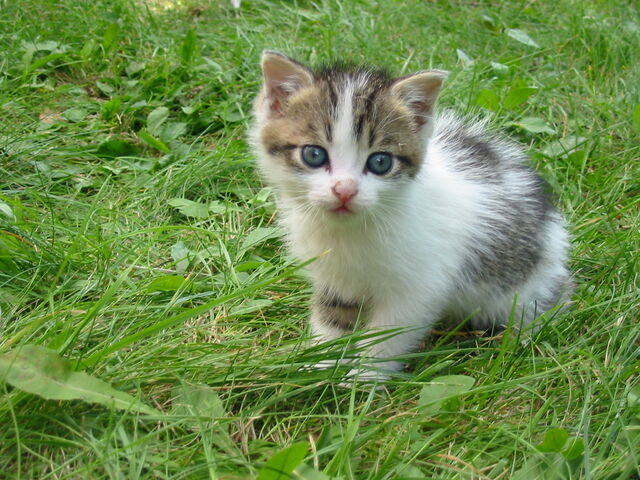 File:Stray kitten Rambo002.jpg