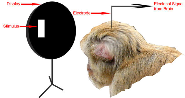 File:Singlecellrec.jpg