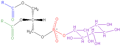 File:Phosphatidyl-Inositol.png