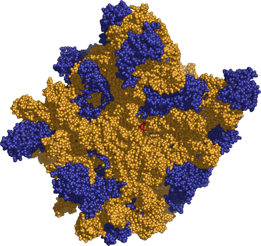 File:Ribosome 50s.png
