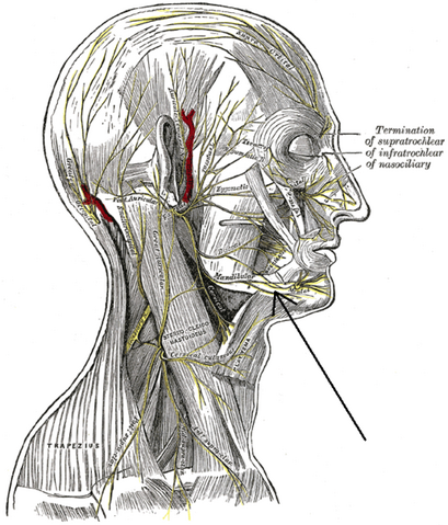 File:Ramusmarginalismandibularisnervifacialis.png