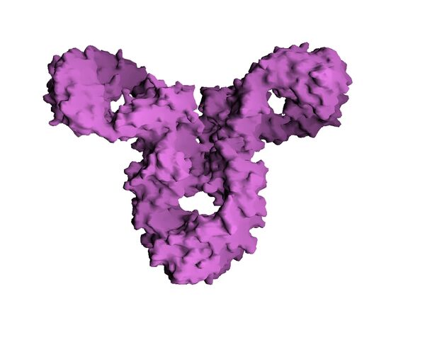 File:IgG molecular surface.jpg