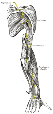 File:Gray818.png