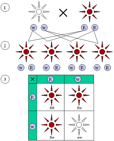 File:Mendelian inheritance 3 1.png