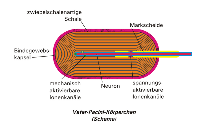 File:Vater Pacini Körperchen.png