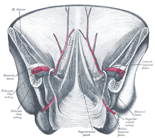 File:Gray1036.png