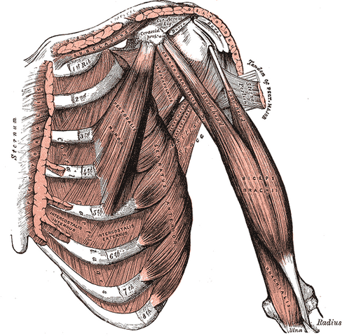 File:Gray411.png