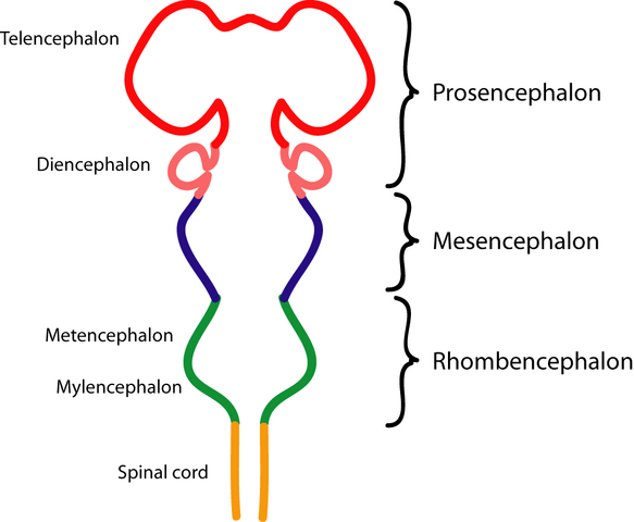 File:EmbryonicBrain.png