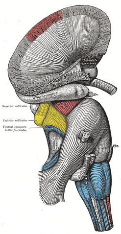 File:Gray682.png