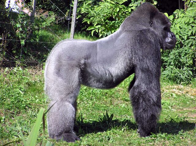 File:Bristol.zoo.western.lowland.gorilla.arp.jpg