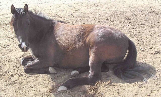 File:LayingDown.jpg