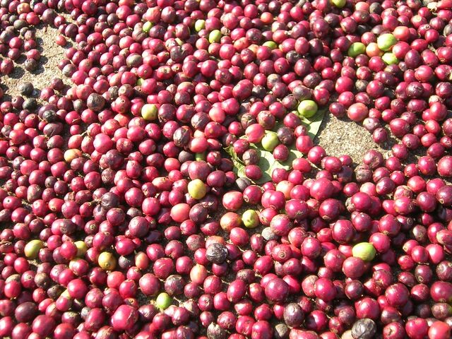File:Coffee berries fresh.jpg