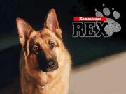 Komisarz rex