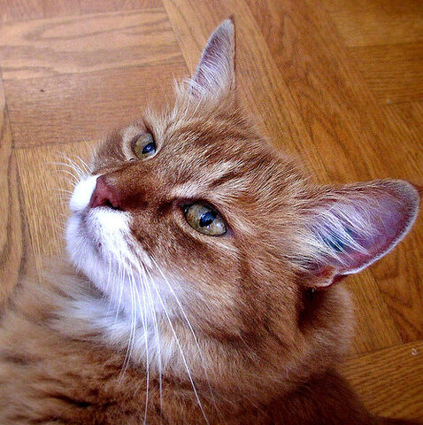 File:Cute cat.jpg