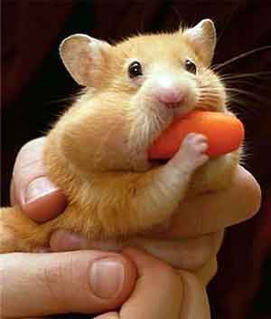 File:Hamster.jpg