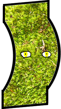 MossBridgePVZ2
