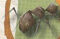 Thumbnail for version as of 20:27, June 18, 2011