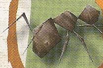 File:BittyAnt.jpg