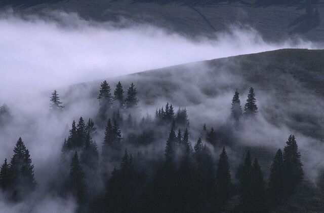 File:Misty forest2.jpg