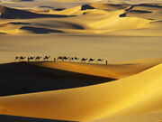 Haglund-johnny-tuareg-nomads-with-camels-in-sand-dunes-of-sahara-desert-arakou