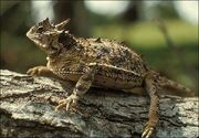 03b lrg horned lizard full