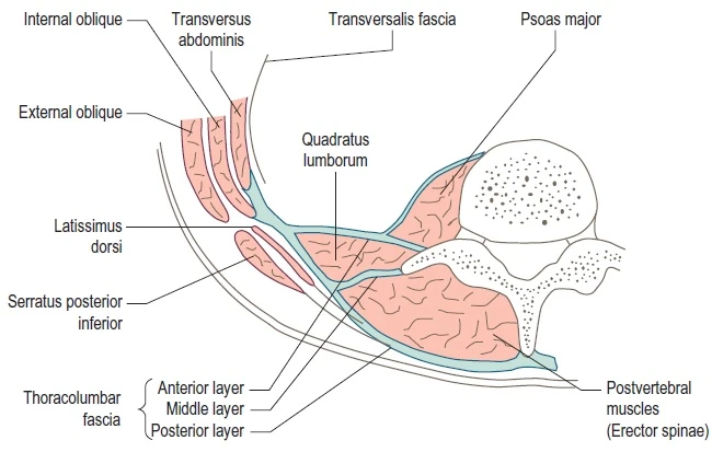 Image result for posterior abdominal wall fascia