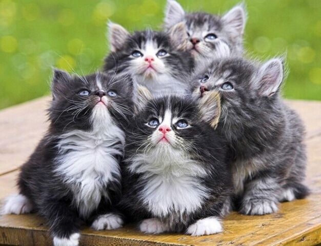 File:KittensLookingUp.jpg