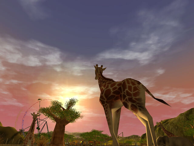File:Giraffe.jpg