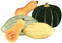 WinterSquash