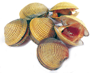 File:Almejas.gif