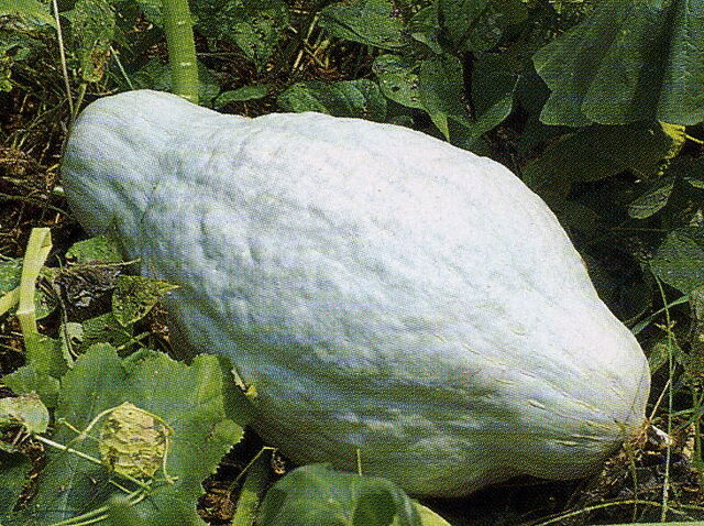 File:Hubbard squash.jpg