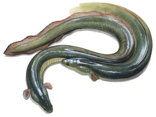 File:Unagi.jpg