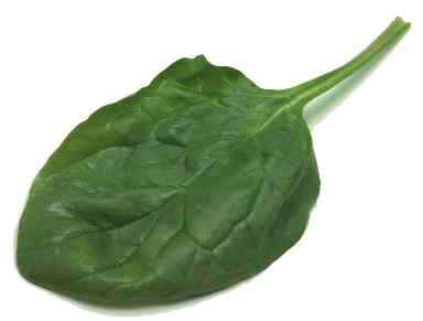 File:Bhagi.jpg