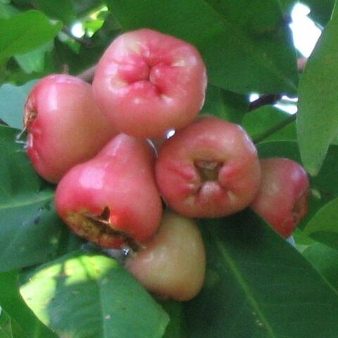 File:Rose apples.jpg