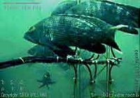 File:Seabass.jpg