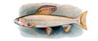 Grayling