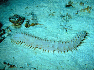 SeaCucumber