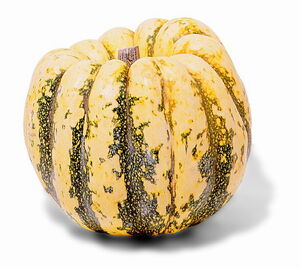 Gourd