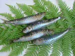 Sardine