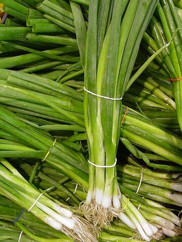 File:Scallion.jpg