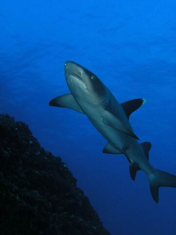 File:Shark.jpg