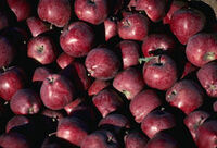 Reddelicious