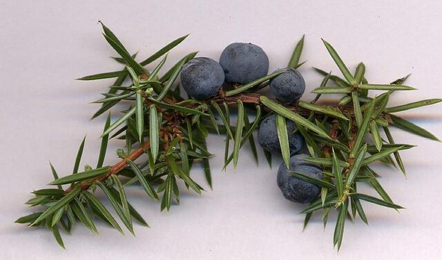 File:Juniper berries.jpg