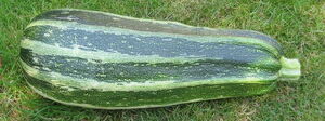 VegetableMarrow