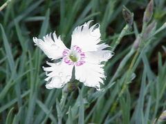 Dianthus