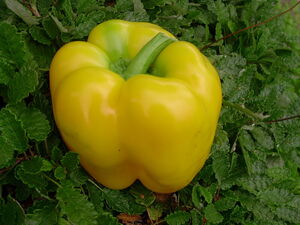 YellowBellPepper